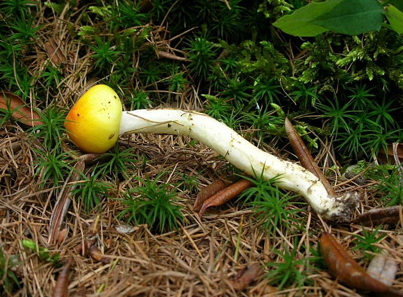Fungo da determinare 2